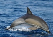 gewohnlicher-delfin-vor-ischia-delphis-mdc