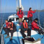 Schottland whale watching