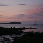 Schottland whale watching