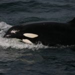 Schottland whale watching