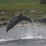 Schottland whale watching