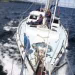 Schottland whale watching