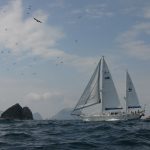 Schottland whale watching