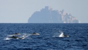 Streifendelphine vor Ischia (Foto: Delphis mdc)