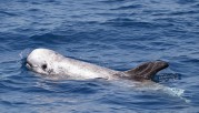Risso-Delphin (Foto: Tethys)
