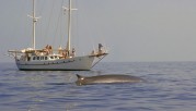 Finnwal (Foto: Tethys)